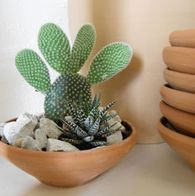 filskal kaktus